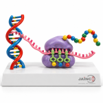 Transcription of Genetic Code Model